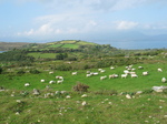 24009 Sheap and sunny hill at Glan Lough.jpg